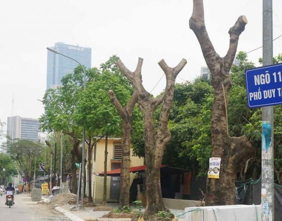Hàng loạt cây xanh phủ bóng mát bị cắt tỉa trơ trụi giữa mùa hè tại Hà Nội